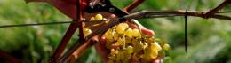 Oaken Grove Vineyard