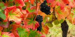 Painshill Park Vineyard