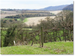 Priors Dean Vineyard Priors Dean Vineyard