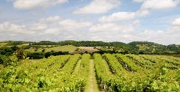 Penarth Vineyard