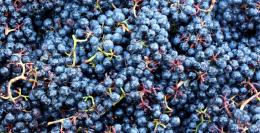 Stopham Vineyard