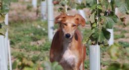 HIGHWEALD WINE ESTATE HIGHWEALD WINE ESTATE