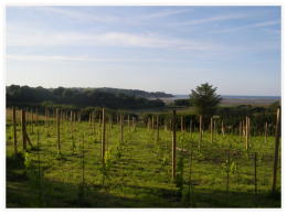 Red Wharf Bay Vineyard Red Wharf Bay Vineyard