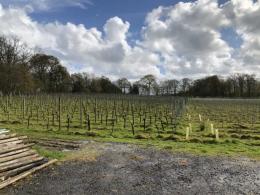 Plumpton College - Rock Lodge Vineyard
