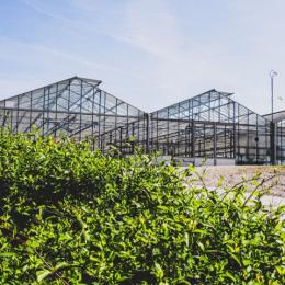 Pépinières Guillaume Pépinières Guillaume