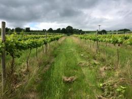 Silverton Vineyard Silverton Vineyard