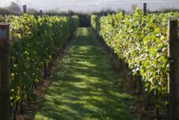 Southcott Vineyard