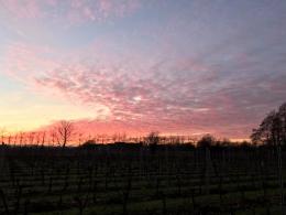Southcott Vineyard