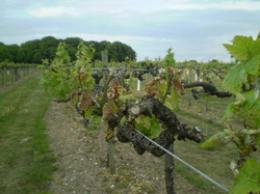 South Pickenham Estate Vineyard