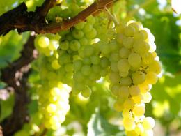 South Pickenham Estate Vineyard