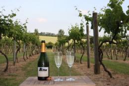 Thelnetham Vineyard (Suffolk Wine Co)