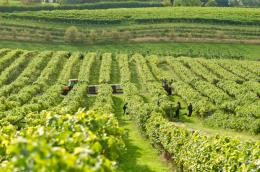 Three Choirs Vineyard - Newent Vineyard Three Choirs Vineyard - Newent Vineyard