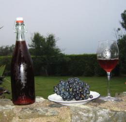 Thomas Walk Vineyard Thomas Walk Vineyard