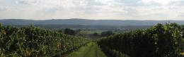 Upperton Vineyard