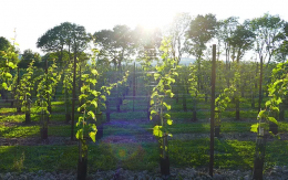 Velfrey Vineyard