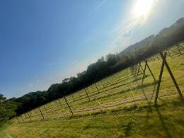 The Orchard Vineyard