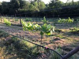 The Orchard Vineyard Phase 1 The Orchard Vineyard