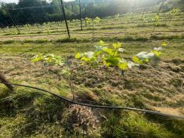 The Orchard Vineyard