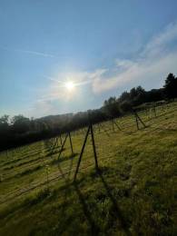 The Orchard Vineyard