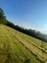 The Orchard Vineyard