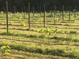 The Orchard Vineyard Phase 2 The Orchard Vineyard