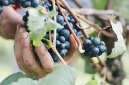 Castlewood Vineyard