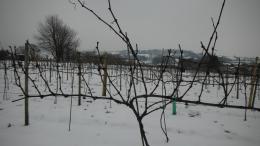 Wayford Vineyard