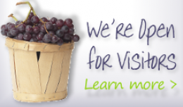 Polmassick Vineyard Polmassick Vineyard