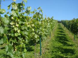 Wellhayes Vineyard