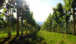 Doverow Hill, Stonehouse vineyard. Woodchester Valley Vineyard- Doverow Hill, Stonehouse vineyard.