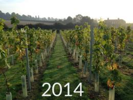 Winding Wood Vineyard