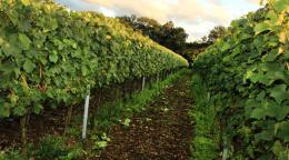 Wyfold  Vineyard