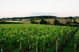 Wyken Vineyard Wyken Vineyard