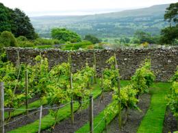 Bolton Castle Vineyard