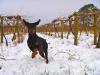 Brightwell Vineyard