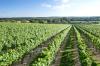 Cottonworth Vineyard