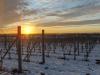 Bearley Vineyard