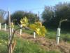 Huxbear Vineyard