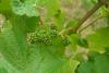 Huxbear Vineyard