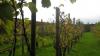 Pengethley Manor Hotel Vineyard