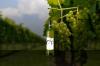 Crouch Ridge Vineyard