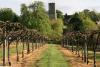 Oak Hill Vineyard