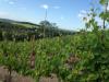 Perch Hill Vineyard