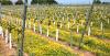 Stopham Vineyard