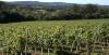 Stopham Vineyard