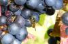 Adgestone Vineyard - Broughton Wine