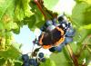 Adgestone Vineyard - Broughton Wine