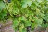 Bardfield Vineyard