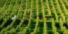 Breaky Bottom Vineyard