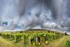 Breaky Bottom Vineyard